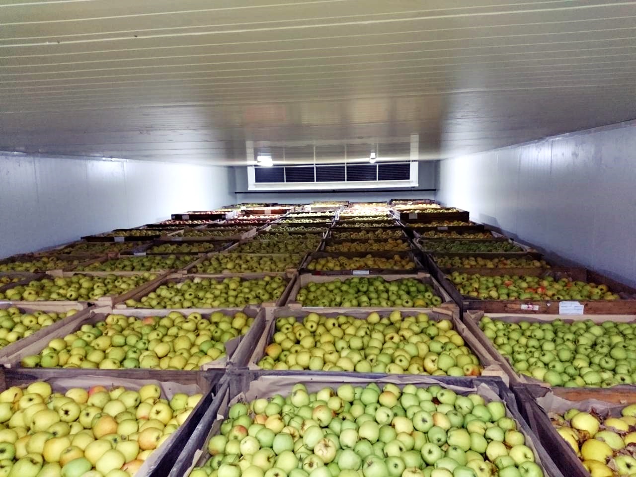Холодильное хранение овощей. Фруктохранилище для яблок с РГС. Овощехранилище фруктохранилище. Хранение овощей и фруктов на складах. Хранение фруктов на складе.